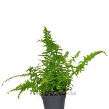 Athyrium filix femina for sale  Winter