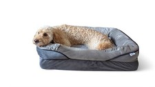 Extra large dog for sale  DONCASTER