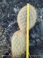 Opuntia galapageia big usato  Paterno