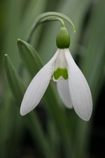 Galanthus elwesii var. for sale  BURY ST. EDMUNDS