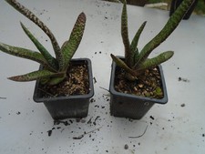 Gasteria pot d'occasion  Beaulon