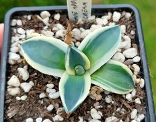 Agave applanata cream for sale  DARLINGTON