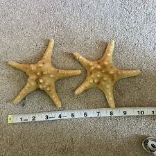 Set dried starfish for sale  SEVENOAKS