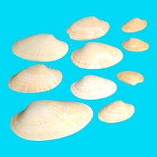 Seashell lot sunrise for sale  Brighton