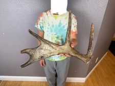 Shiras moose shed for sale  Moscow