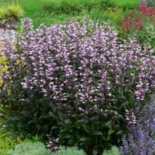 Penstemon dark towers for sale  LLANDYSUL