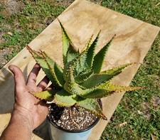 mature aloe for sale mature aloe for sale Gainesville