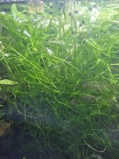 Guppy grass grams for sale  BRISTOL