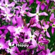 Night scented stocks for sale  DONCASTER