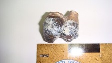 Hp14 fossil mammal for sale  Custer