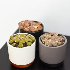 Exotic lithops species for sale  UK