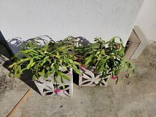 True christmas cactus for sale  San Leandro