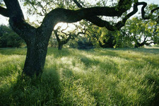 Black oak tree for sale  Denver