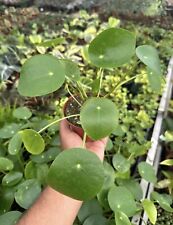 Flowerpotnursery chinese money for sale  Garden Grove