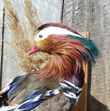 Sharp looking mandarin for sale  USA