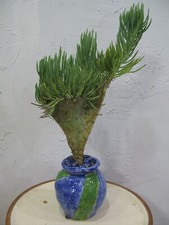 Mermaid tail crested for sale  El Monte