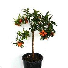 Citrus japonica albero usato  Napoli