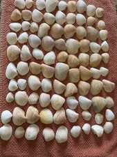 Collection 100 cockle for sale  Vernon Rockville