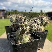 Tephrocactus alexanderii cactu usato Tephrocactus alexanderii cactu usato  Arezzo