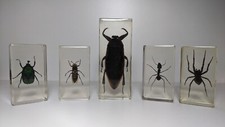 Curiosité lot insectes d'occasion  Roussillon