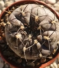 Gymnocalicium bercthii pot7 usato  Vanzaghello