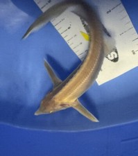 Live albino sterlet for sale  Findlay