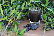 Bacche mirto per usato  Casarano