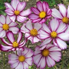 25 sementes COSMOS 'Sensation Picotee'---Sementes de flores--Sementes de plantas--Jardinagem--Sementes comprar usado  Enviando para Brazil