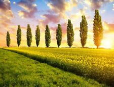 Lombardy poplar trees for sale  Russell
