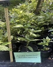 Gal aucuba japonica for sale  Lawrenceville