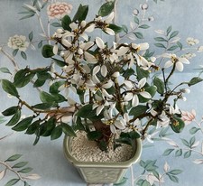 Bonsai tree glass for sale  BOURNEMOUTH