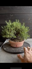 Pre bonsai rosmarino usato  Reggello