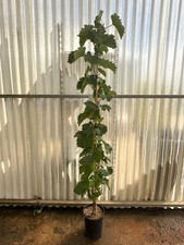 Pianta uva vitis usato  Castellana Grotte