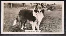 Shetland sheepdog vintage for sale  DERBY