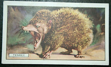 Tenrec madagascan mammal for sale  DERBY