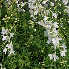 Delphinium belladonna casablan for sale  TRURO