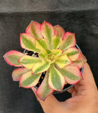 Fs159 aeonium phantom for sale  Ireland