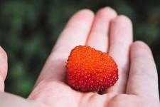 Australian raspberry queenslan d'occasion  Expédié en Belgium
