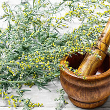Artemisia absinthium assenzio usato  Torino