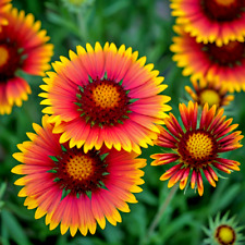 600 indian blanket for sale  Greenville