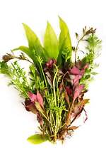 Live aquarium plants for sale  MARKET RASEN