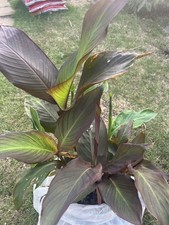 Canna lily cannova for sale  LONDON
