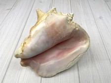 Pink queen conch for sale  Batchtown