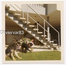 Foto vintage década de 1970 - Pastor alemão e outro cachorro no jardim comprar usado  Enviando para Brazil