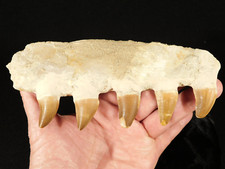 Long mosasaurus jaw for sale  Salt Lake City