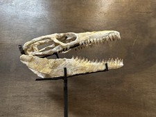 mosasaur jaw for sale  Alexandria