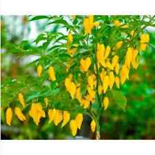 Lemon drop peperoncino usato  Trappeto