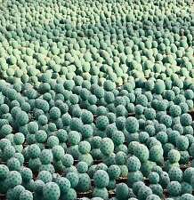 Tephrocactus geometricus d'occasion  Expédié en France