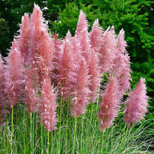 plant pink flowers for sale plant pink flowers for sale Gate City