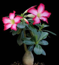 Adenium obesum desert usato  Napoli